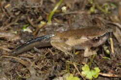 120-Colleeneremia quiritatus